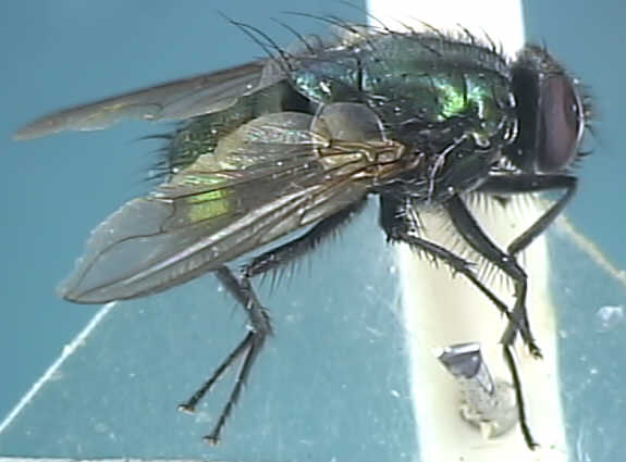 Dasyphora cyanella